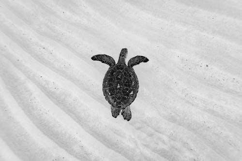 Ilmainen kuvapankkikuva tunnisteilla eläinkuvaus, hiekka, kilpikonna