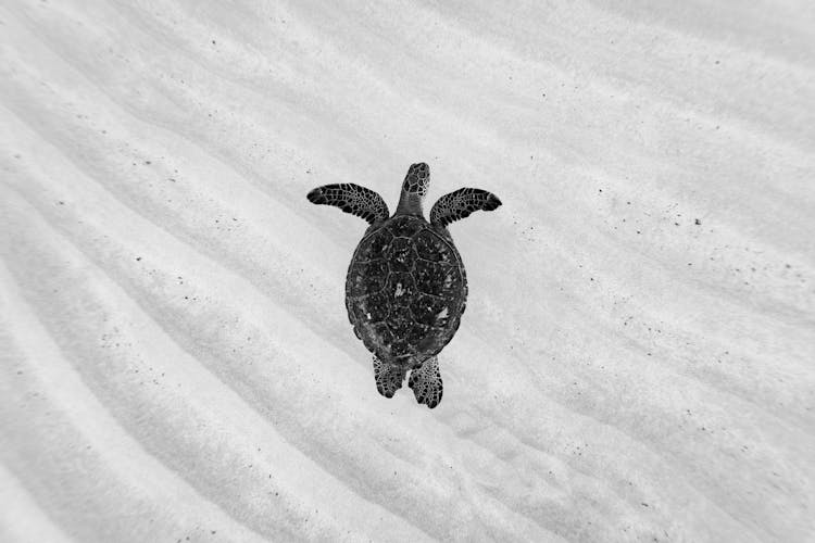 Turtle Swimming In Clear Water