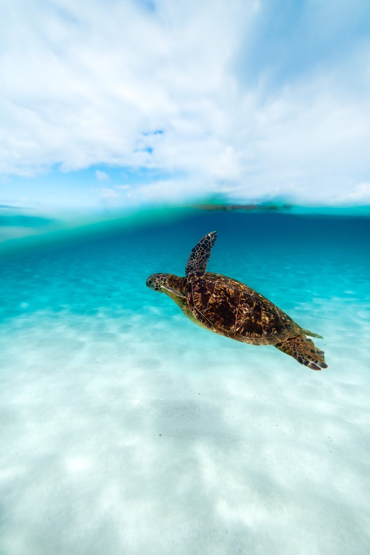 Turtle Swimming In The Sea