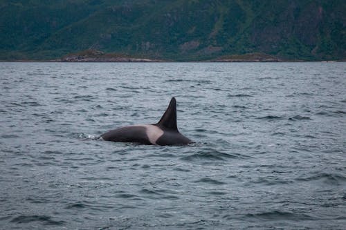 고래, 로 포텐, 바다의 무료 스톡 사진
