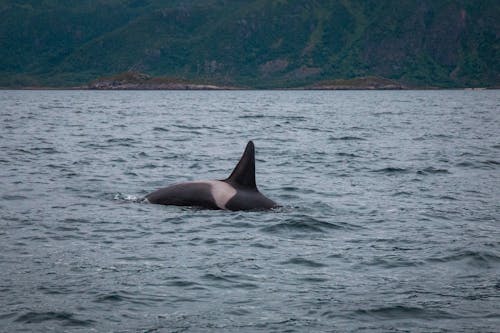 Gratis lagerfoto af hav, hval, lofoten