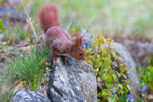 Ilmainen kuvapankkikuva tunnisteilla eläin, luonto, orava