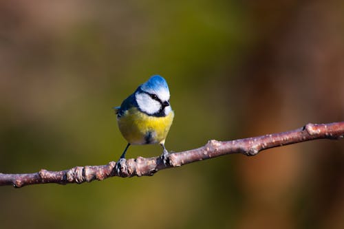 Close-up of a Blue Tit Sitting on a Branch 