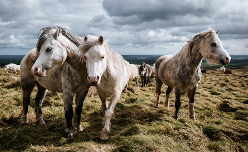 Безкоштовне стокове фото на тему «коні, пасовище, Природа»