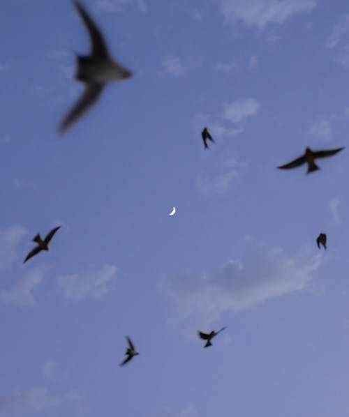 Foto profissional grátis de animais, céu, lua