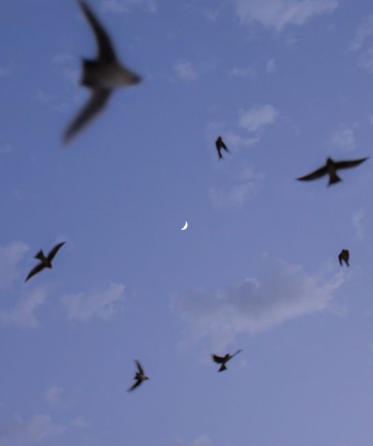 Majestic birds silhouetted against a twilight sky with a crescent moon and scattered clouds.