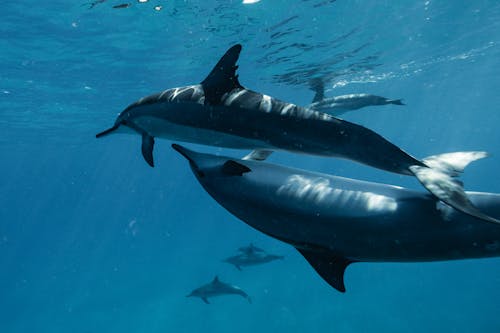 Undersea View of Swimming Dolphins