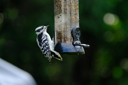 Woodpecker on the feeder