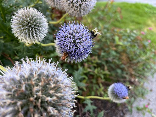 Bees at work on globe thistle flowers
