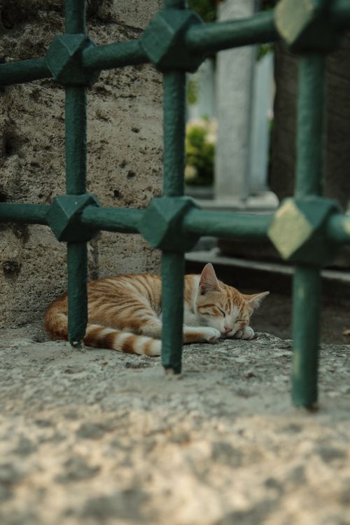 Free A serene ginger cat sleeping on a stone surface, framed by a green metal grille. Stock Photo