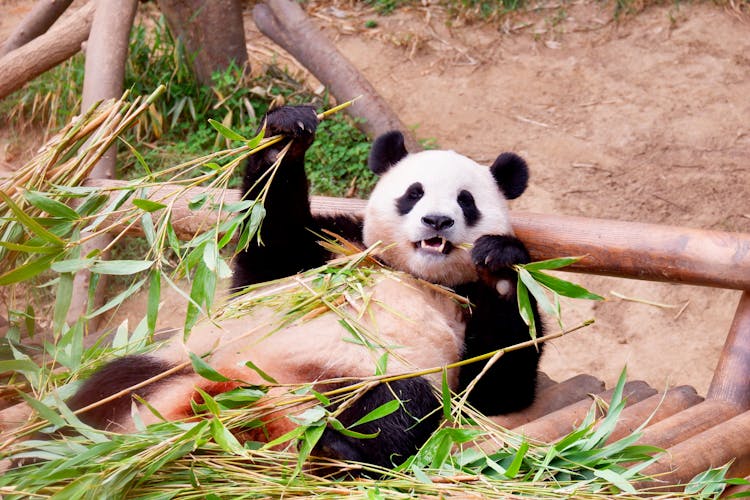 Lying Panda Eating Plants