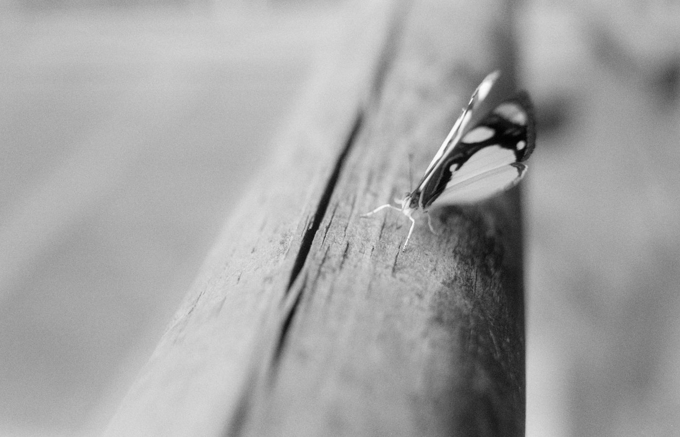 Close-up of a moth resting on a wooden fence in monochrome, captured in selective focus.