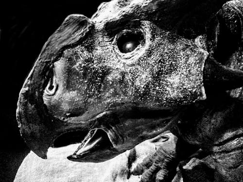 Free stock photo of archeology, dinosaur, paleontology Stock Photo
