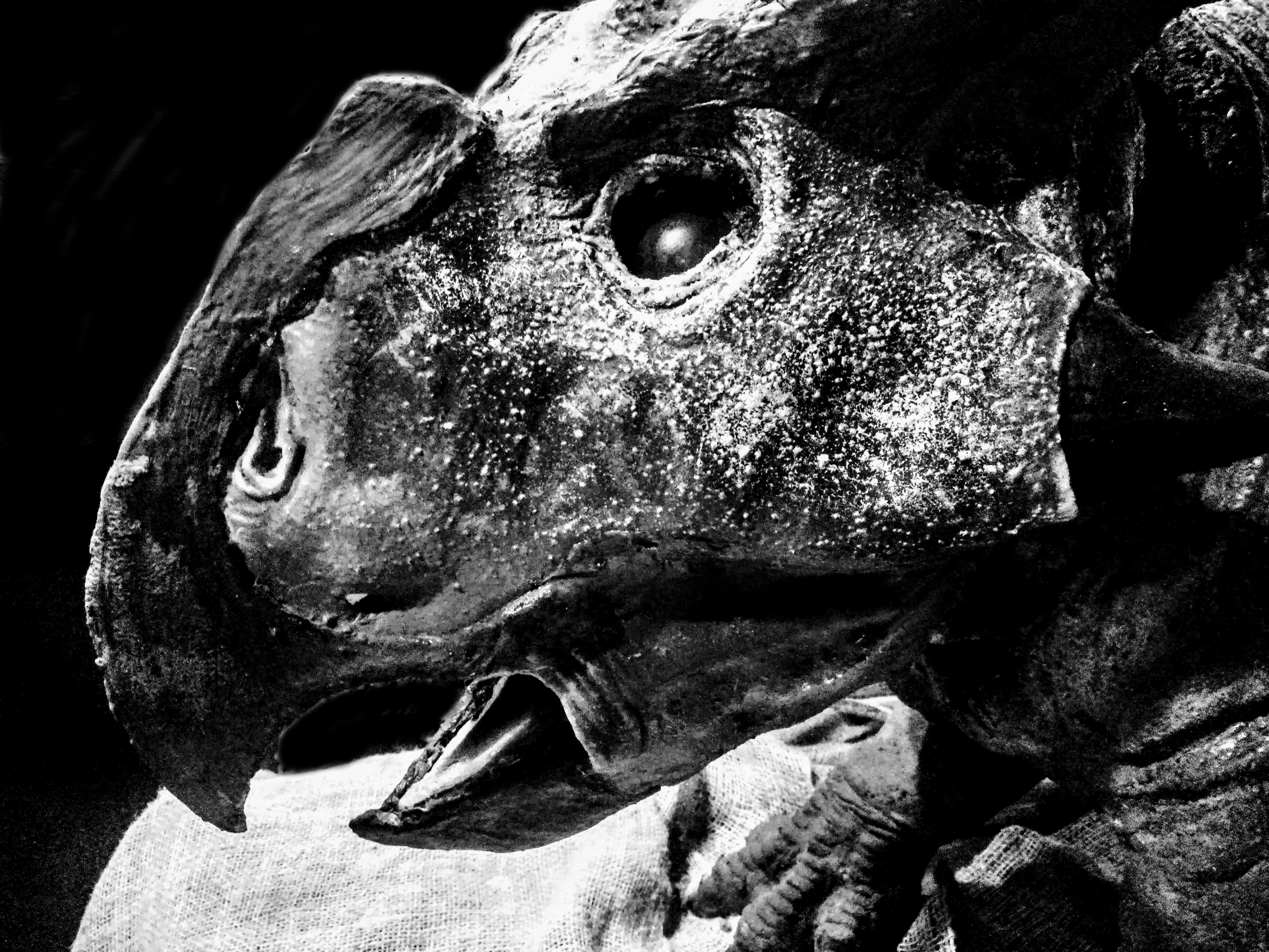 Kumpulan Gambar Hitam Putih Dinosaurus HD Terbaru Kumpulan Gambar Hitam Putih Dinosaurus HD Terbaru