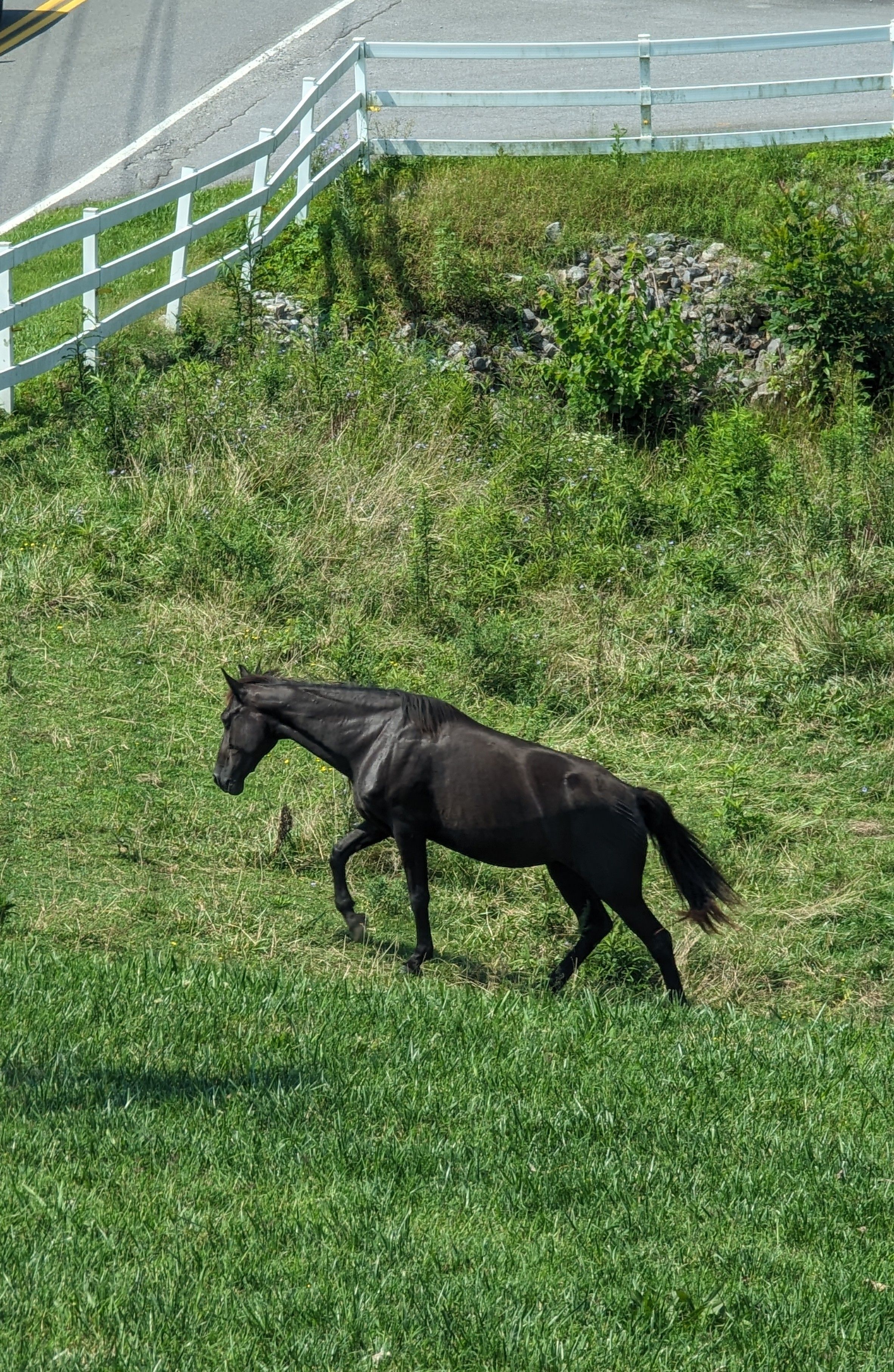 Horse grazing in a green pasture, reflecting Bedford County's walking-horse country