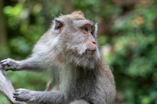 Close-up of Macaque Monkey 