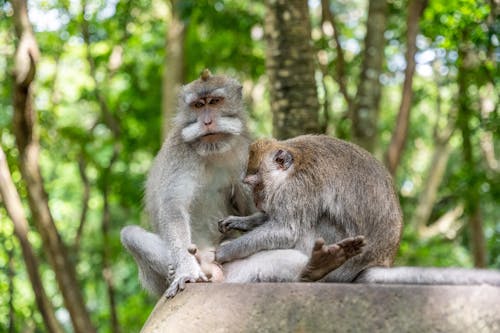 Macaques while Grooming