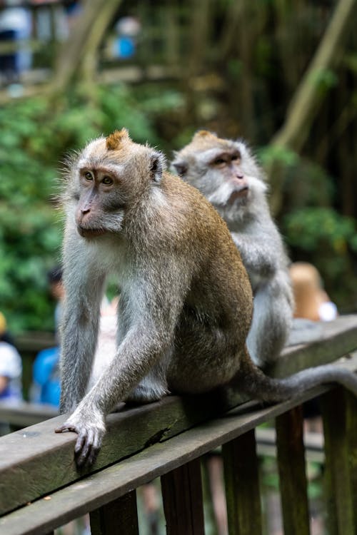 Macaque Monkeys Sitting on a Wooden Fence