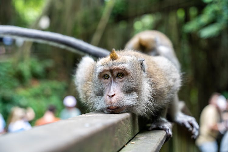 Macaque Lying On A Wall