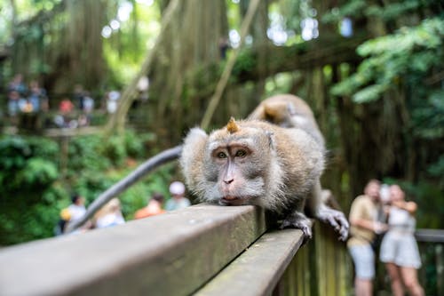 Macaque Lying on the Railing 