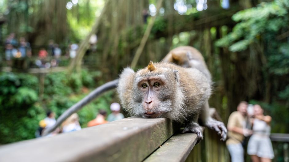is ubud a walkable city?