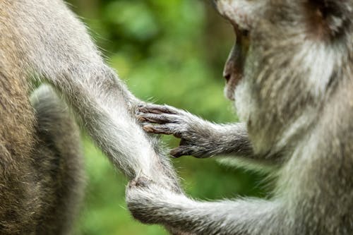 Close-Up of Macaques Gentle Tail Grooming