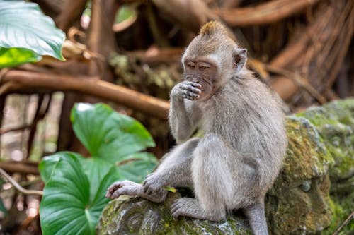 Portrait of a Young Macaque in a Jungle