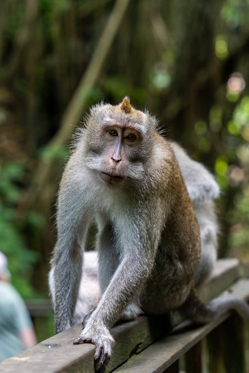 Macaque Walking on a Wall