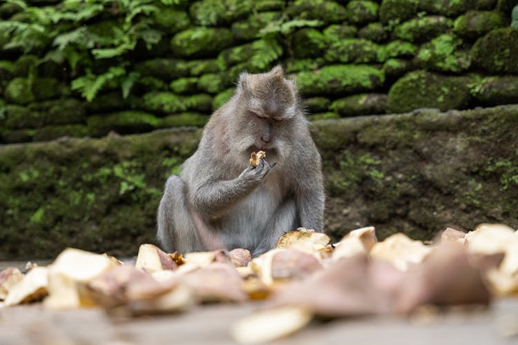 Macaque While Eating