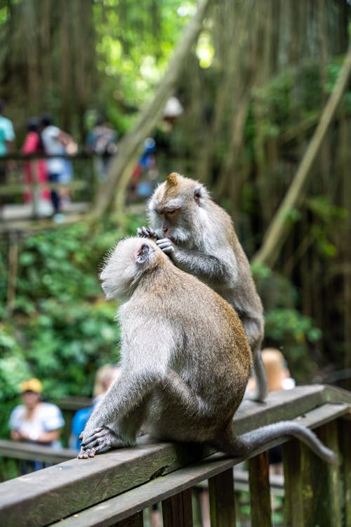 Macaque Grooming other Monkey