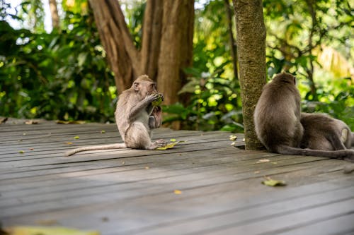 Monkeys Sitting on a Boardwalk 