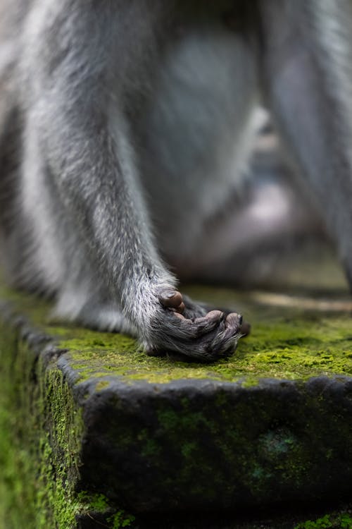 Paw of a Macaque