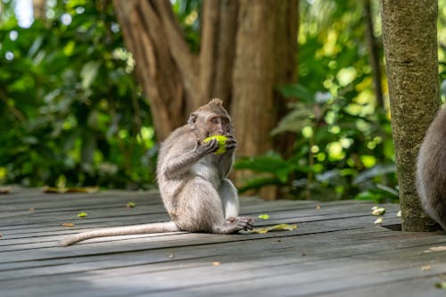 Macaque Eating a Fruit on a Wooden Boardwalk