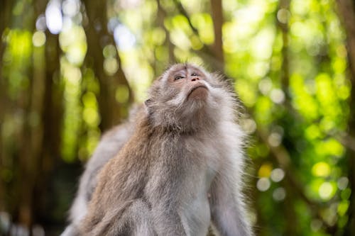 Macaque in a Tropical Forest