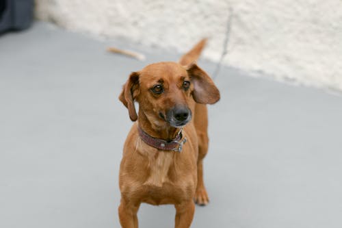 Δωρεάν στοκ φωτογραφιών με cachorro, cão, cão de guarda