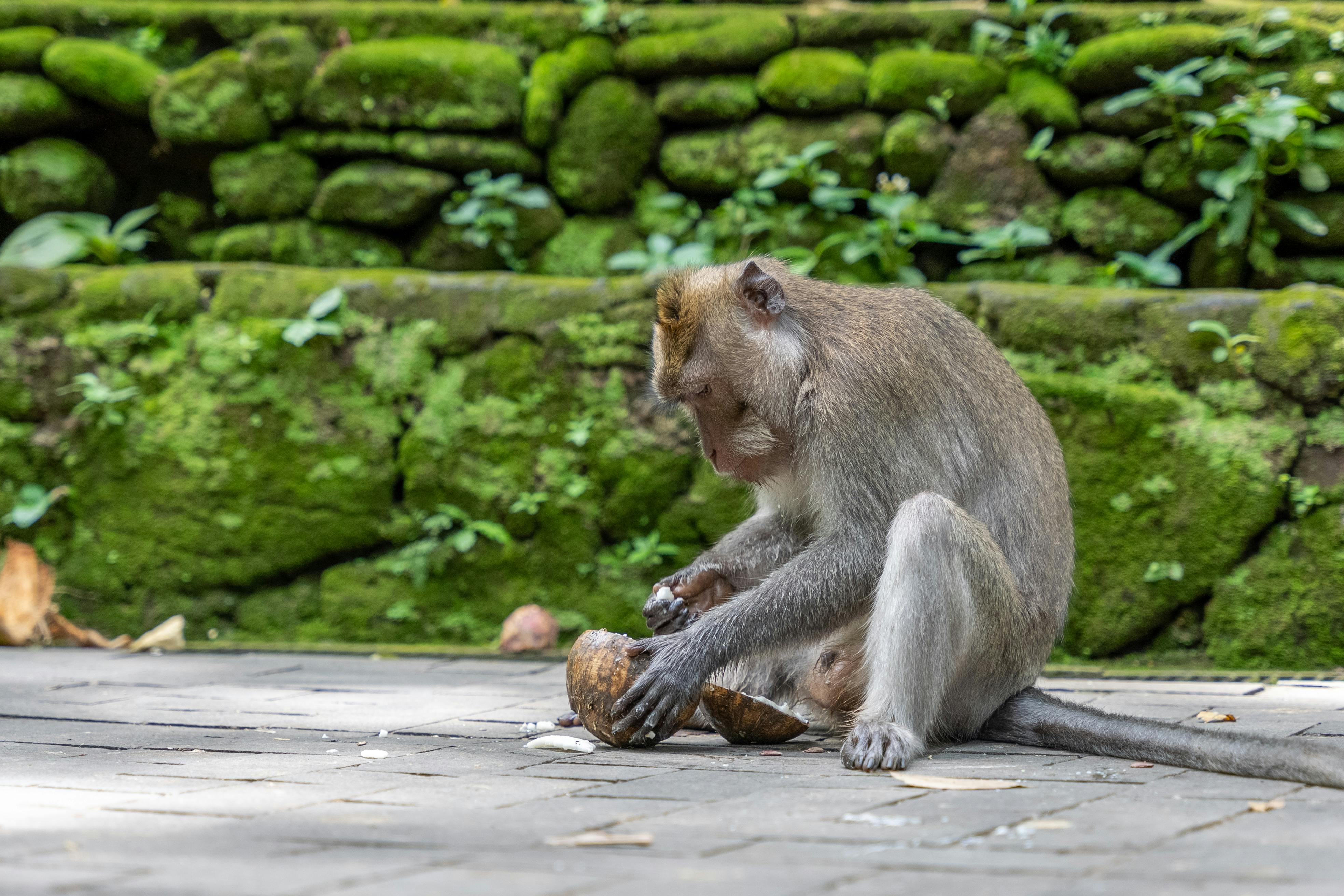 Sacred Monkey Forest