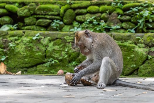 A curious monkey sits on a stone pavement, breaking open a coconut amidst a mossy backdrop.
