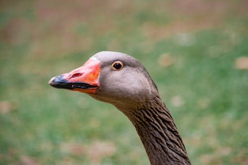 Free stock photo of beautiful goose