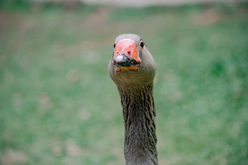 Free stock photo of smiling goose