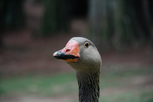Head of a Goose