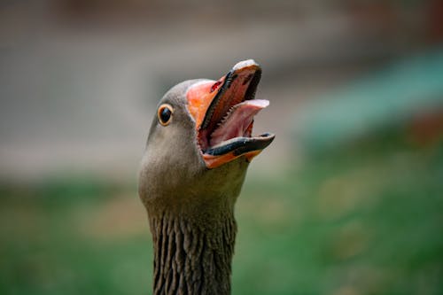 Head of a Screaming Goose