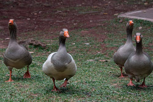 gang of geese