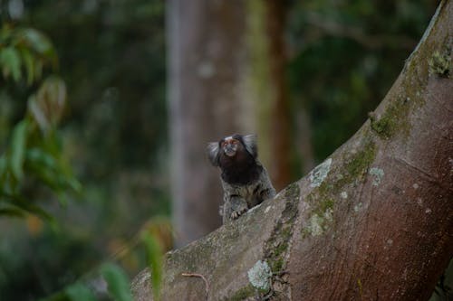 Free stock photo of baby monkey