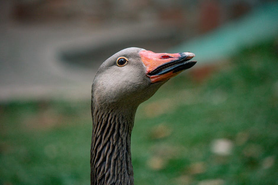 Side view of a goose with vibrant markings in a grassy area.