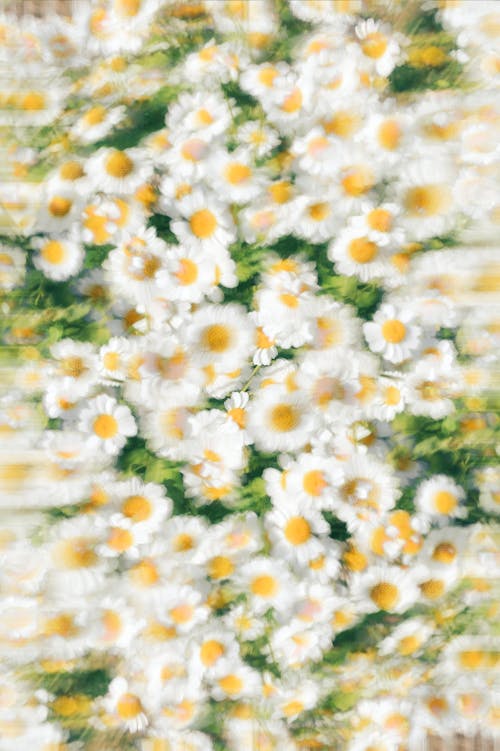 Kostenloses Stock Foto zu blumen, flora, gänseblümchen