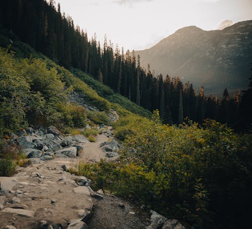 Landscape of a Path to the Mountains