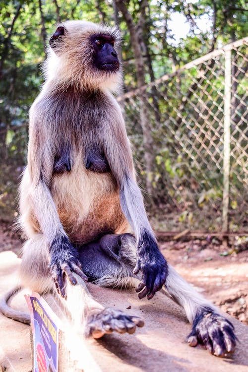 Fotobanka s bezplatnými fotkami na tému africký divoký pes, biela hnedá opica, divé zviera