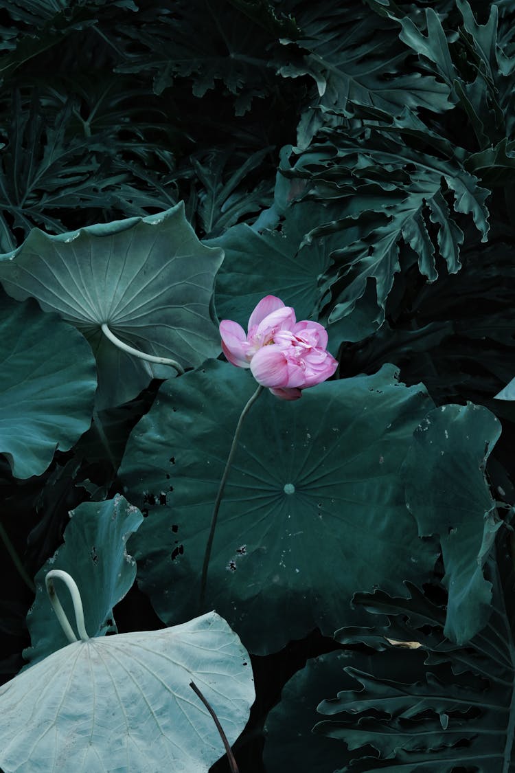 Leaves And A Lotus Flower 