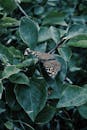 Butterfly Sitting on a Leaf