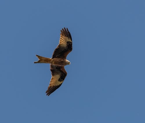 Falcon Flying against Blue Sky